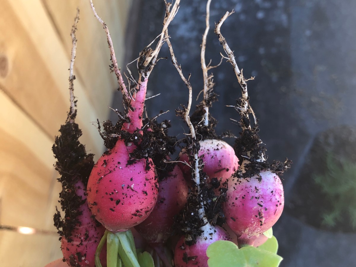 Red Belle and Sparkler&nbsp;Radishes