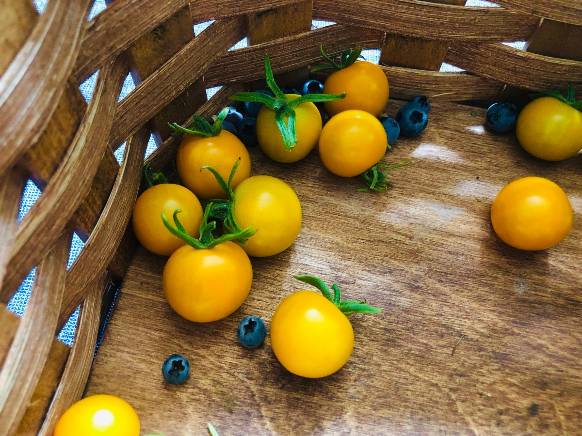 Sun Sugar Cherry&nbsp;Tomatoes