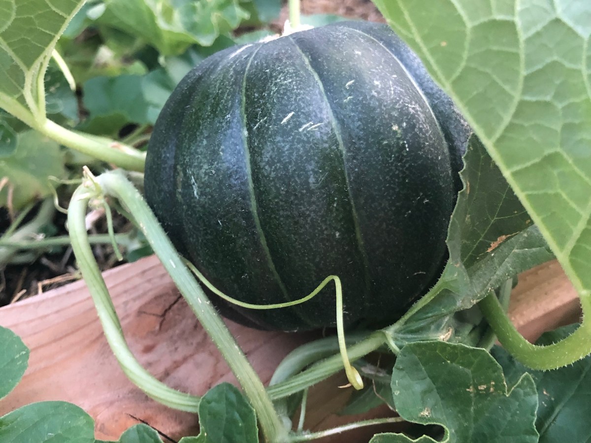 Growing French Cantaloupe From&nbsp;Seed