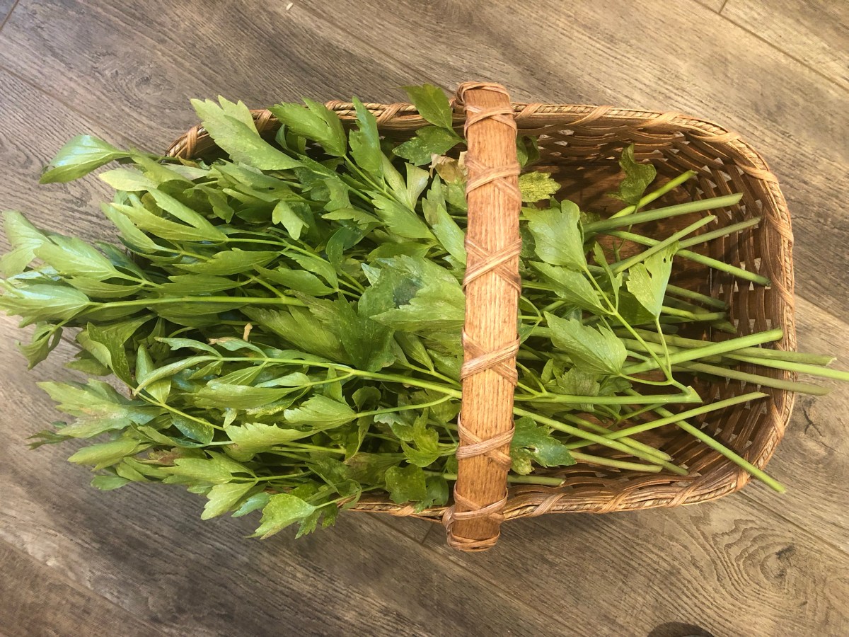 Dehydrating Your Lovage