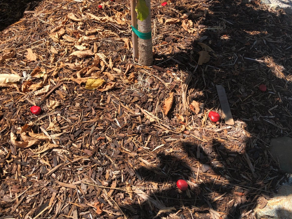 How to Deter Birds from Your&nbsp;Fruit