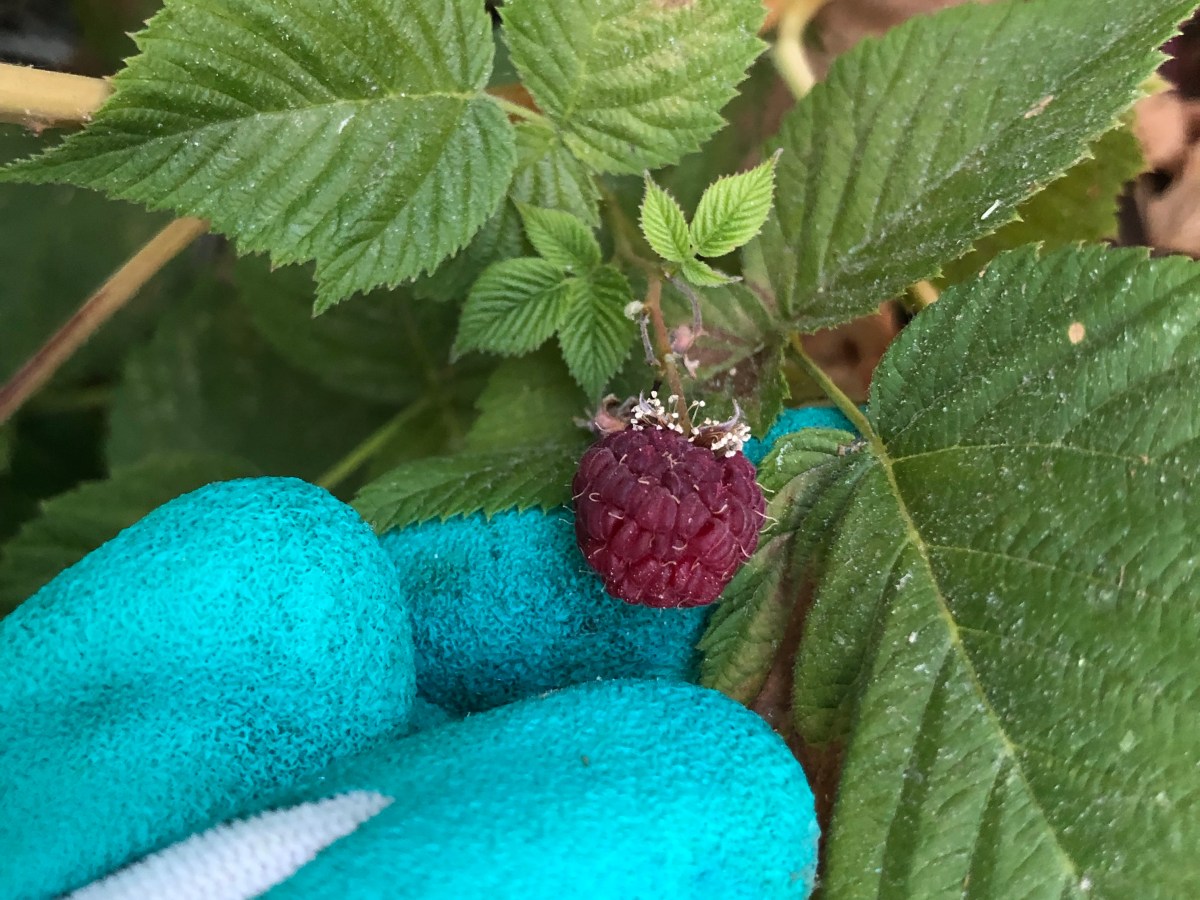 Crimson Night Raspberries