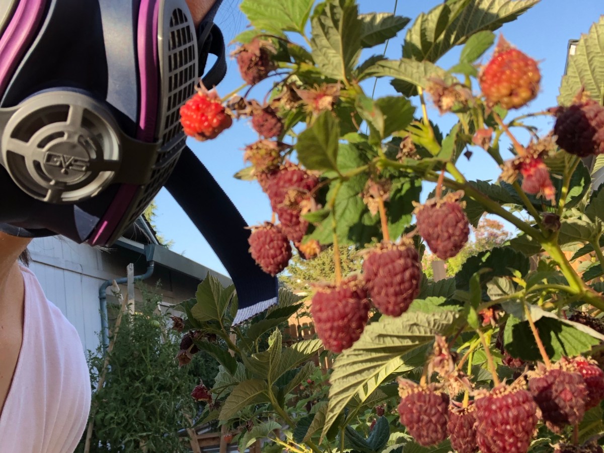 How to Garden in Bad Air&nbsp;Quality