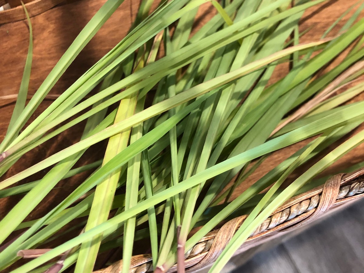 Lemongrass: It’s About the Stalks, not the&nbsp;Leaves