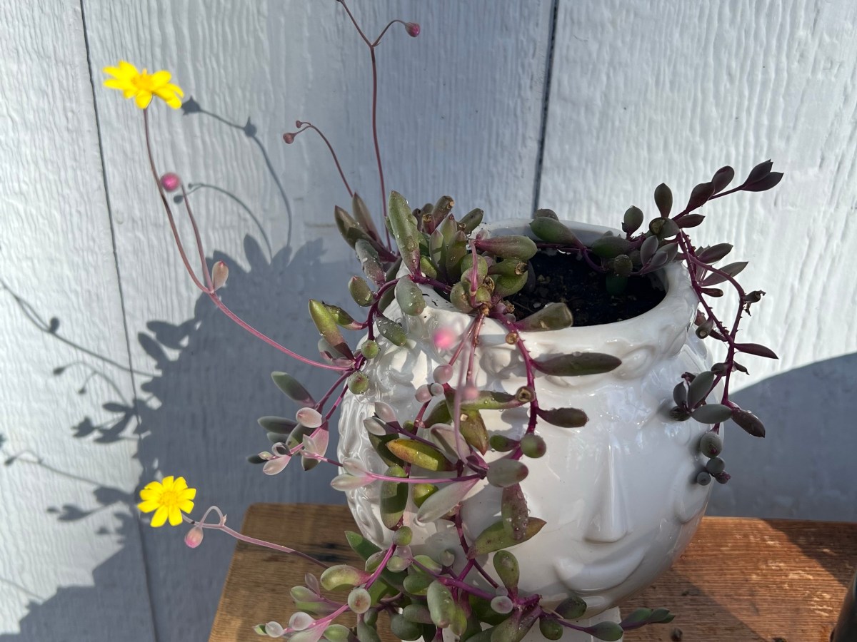 Little Pickles Through the&nbsp;Months