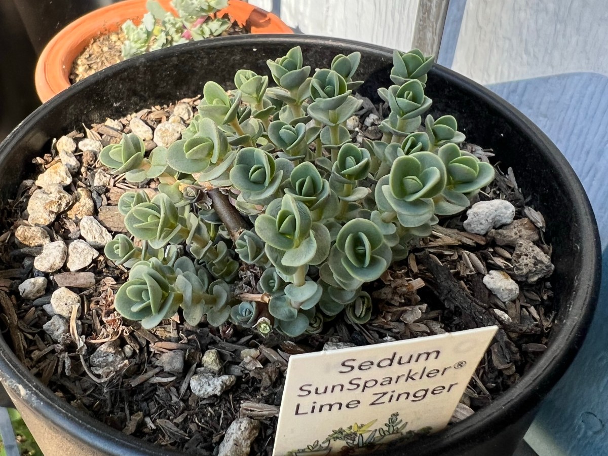 SunSparkler Sedum Lime&nbsp;Zinger