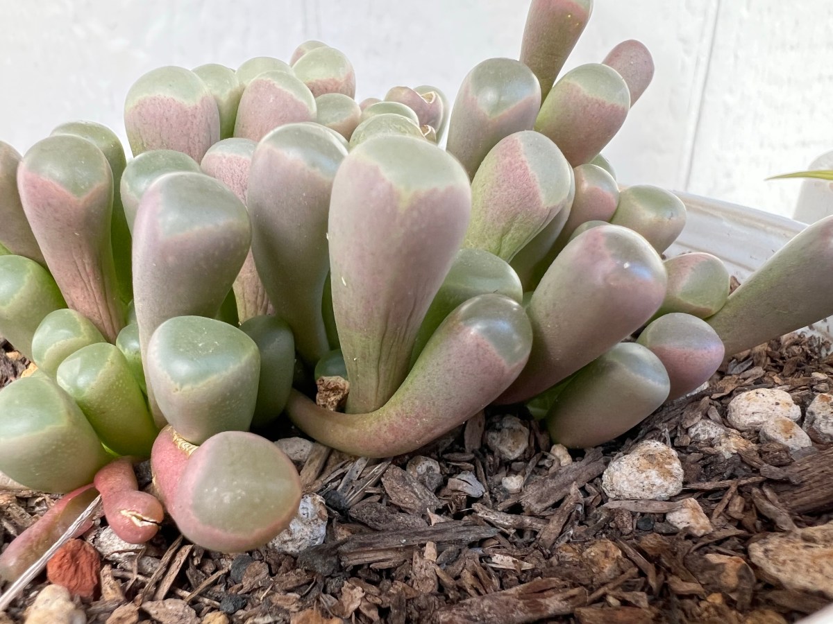Baby Toes Succulent