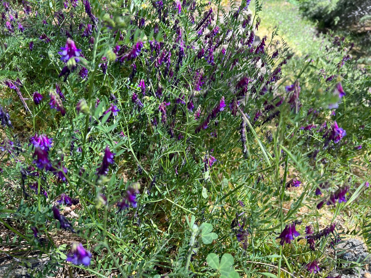 Hairy Vetch Sneaks Up On&nbsp;You